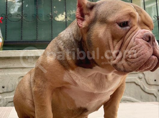 Exotic American Bully Dişi