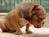 Exotic American Bully Dişi