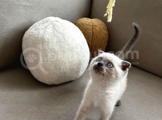 Oyuncu Bebeklerimiz Yeni Yuvalarını Bekliyor görsel