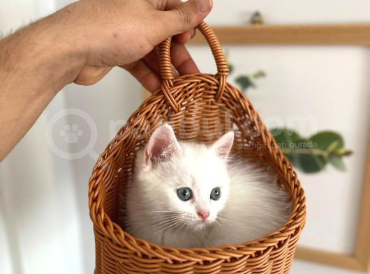 Oyuncu Bebeklerimiz Yeni Yuvalarını Bekliyor görsel