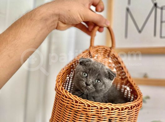 Oyuncu Bebeklerimiz Yeni Yuvalarını Bekliyor görsel