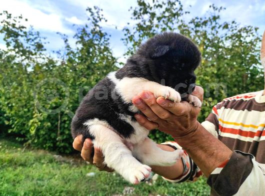 Ameri̇kan Aki̇ta Yavrularimiz Yeni̇ Sahi̇bi̇ni̇ Ariyor görsel