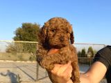 Sağlık Ve Irk Garantili Toy Poodle Yavrularımız