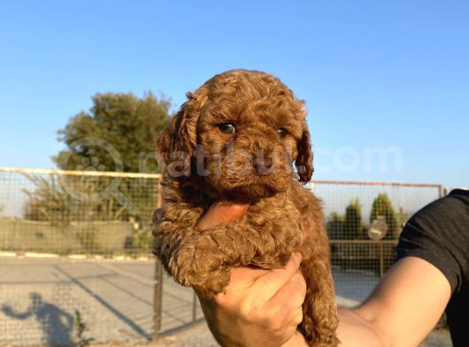 Sağlık Ve Irk Garantili Toy Poodle Yavrularımız görsel