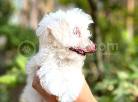 Maltese Terier Yavrularımız görsel