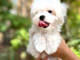 Maltese Terier Yavrularımız