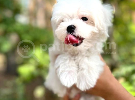Maltese Terier Yavrularımız görsel