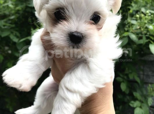 Maltese Terier Yavrularımız görsel