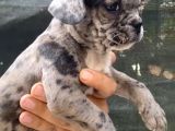 Blue merle
