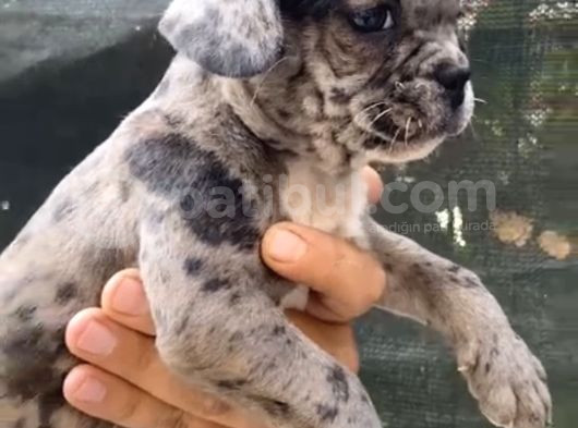 Blue Merle