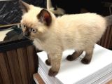 3 AYLIK ERKEK KEDİMİ MECBURİYETTEN SAHİPLENDİRECEĞİM