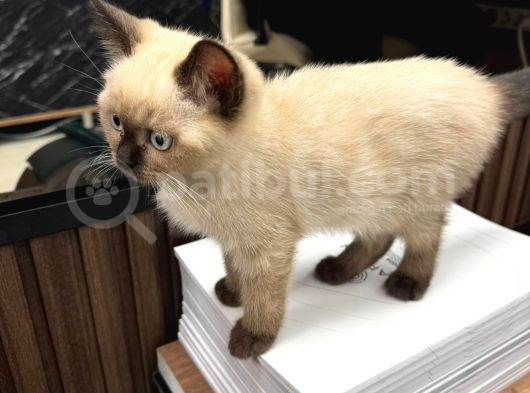 3 Aylik Erkek Kedi̇mi̇ Mecburi̇yetten Sahi̇plendi̇receği̇m