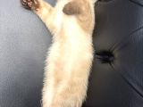 3 Aylik Erkek Kedi̇mi̇ Mecburi̇yetten Sahi̇plendi̇receği̇m