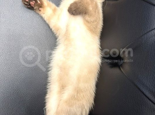 3 Aylik Erkek Kedi̇mi̇ Mecburi̇yetten Sahi̇plendi̇receği̇m görsel