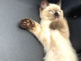 3 Aylik Erkek Kedi̇mi̇ Mecburi̇yetten Sahi̇plendi̇receği̇m