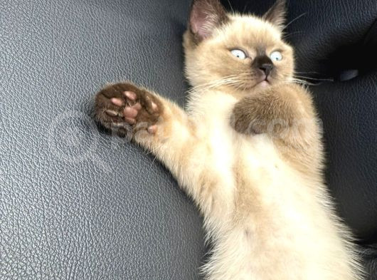 3 Aylik Erkek Kedi̇mi̇ Mecburi̇yetten Sahi̇plendi̇receği̇m görsel