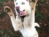 Eğitimli 3 dil 50 komut bilen dişi beyaz husky