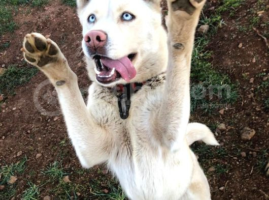 Eğitimli 3 Dil 50 Komut Bilen Dişi Beyaz Husky