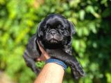Siyah pug bebeler