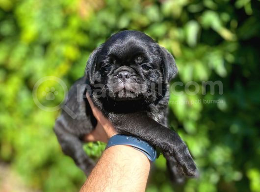 Siyah Pug Bebeler