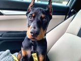 Estetikli Kızıl Ve Siyah Biblo Doberman Yavrular
