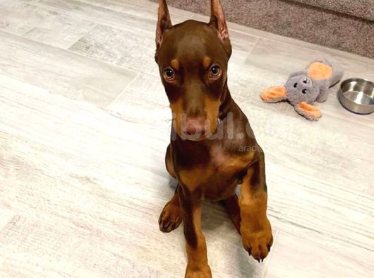 Estetikli Kızıl Ve Siyah Biblo Doberman Yavrular görsel