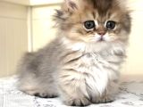 Munchkin Cüce Kedi̇ Yavrusu