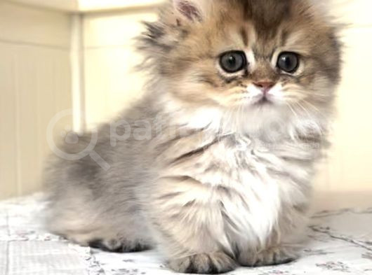 Munchkin Cüce Kedi̇ Yavrusu görsel