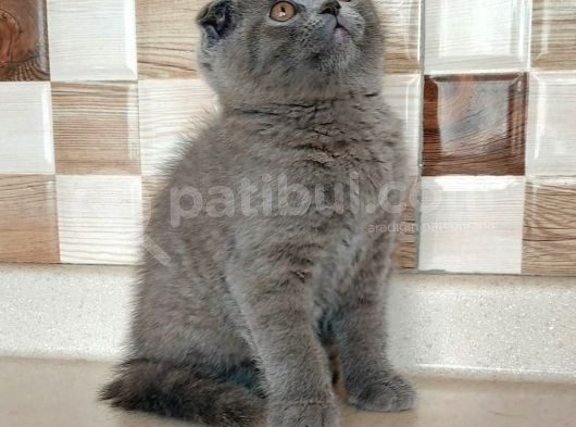 Safkan Bri̇tti̇sh Shorthai̇r Ve Scotti̇sh Fold Yavrular görsel