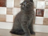 Safkan Bri̇tti̇sh Shorthai̇r Ve Scotti̇sh Fold Yavrular