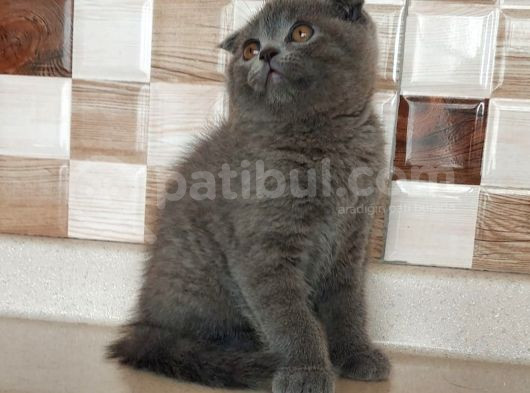 Safkan Bri̇tti̇sh Shorthai̇r Ve Scotti̇sh Fold Yavrular görsel