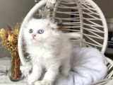 Karbeyazı Sağlıklı Oyuncu Fold