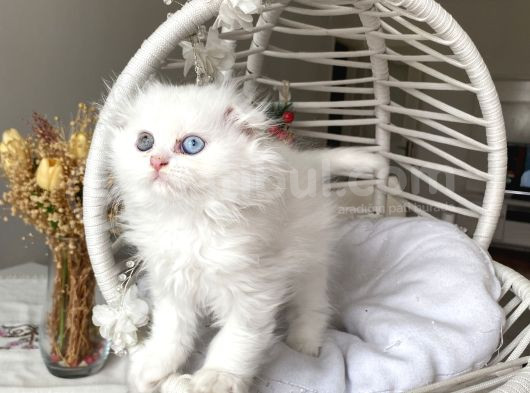 Karbeyazı Sağlıklı Oyuncu Fold görsel