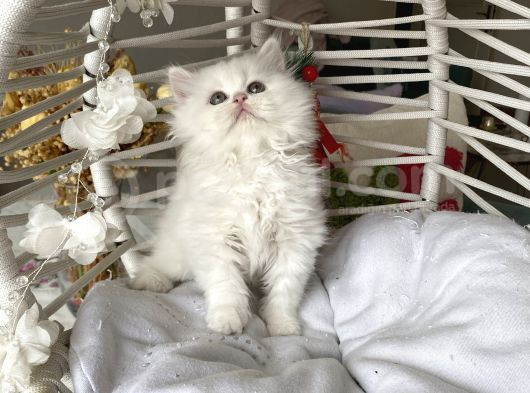 Kar Beyazı Sağlıklı Oyuncu Yavrular görsel