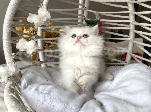 Kar Beyazı Sağlıklı Oyuncu Yavrular görsel