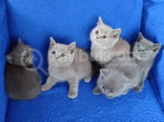 Kaçmaz Güzeli̇m Ponçi̇kler Çok Mahsum Sevecanlar görsel