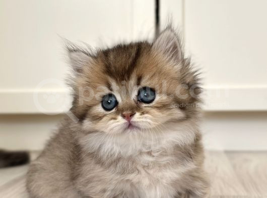 Munchkin Cüce Kedi̇ Yavrusu görsel