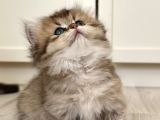 Munchkin Cüce Kedi̇ Yavrusu