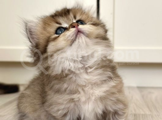 Munchkin Cüce Kedi̇ Yavrusu görsel