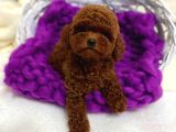 Üst düzey toy poodle yavrularımız