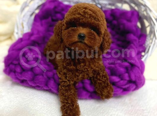 Üst Düzey Toy Poodle Yavrularımız