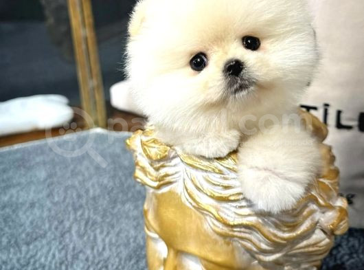 Üst Düzey Pomerian Boo Yavrular