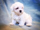 Üst düzey maltese terrier yavrularımız