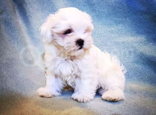 Üst Düzey Maltese Terrier Yavrularımız
