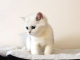 Zümrüt gözlü kar Tanesi British Shorthair Yavrular