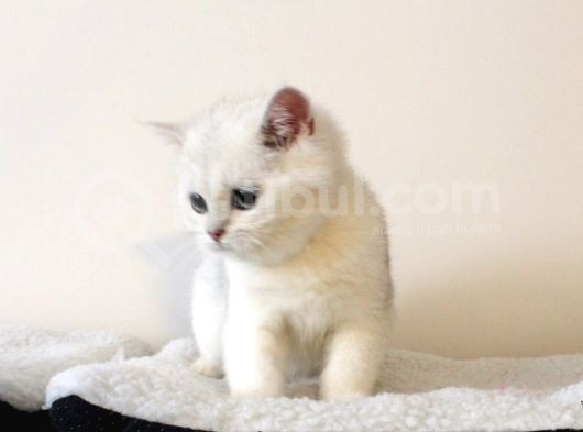 Zümrüt Gözlü Kar Tanesi British Shorthair Yavrular