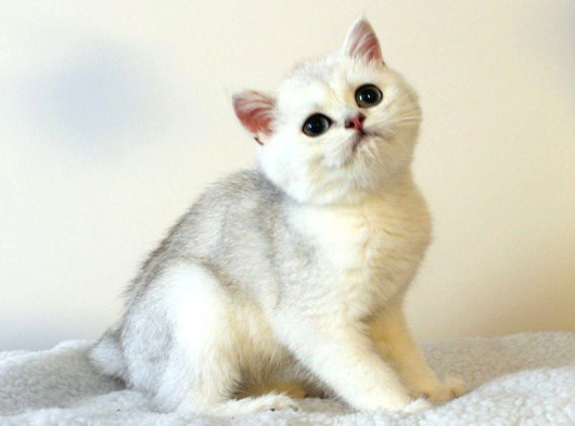 Zümrüt Gözlü Kar Tanesi British Shorthair Yavrular görsel