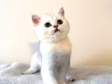 Zümrüt Gözlü Kar Tanesi British Shorthair Yavrular