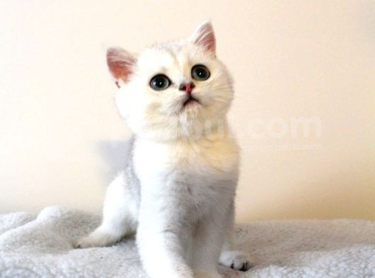Zümrüt Gözlü Kar Tanesi British Shorthair Yavrular görsel