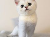 Zümrüt Gözlü Kar Tanesi British Shorthair Yavrular